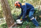 Shadforth NSWtree-cutting-services-21.jpg; ?>